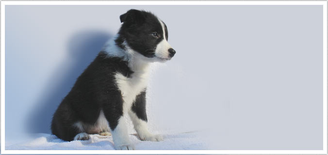 allevamento di cani border collie. vendita cuccioli a la spezia