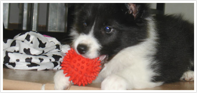 allevamento di cani border collie. vendita cuccioli a la spezia