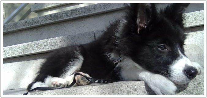 allevamento di cani border collie. vendita cuccioli a la spezia