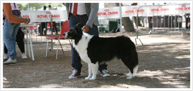 allevamento di cani border collie. vendita cuccioli a la spezia