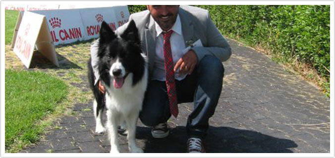 allevamento di cani border collie. vendita cuccioli a la spezia