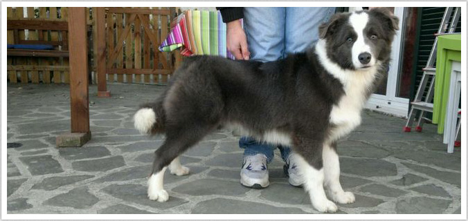 cani bordercollie