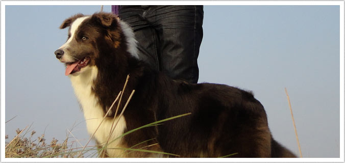 cani bordercollie