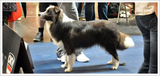 cani bordercollie