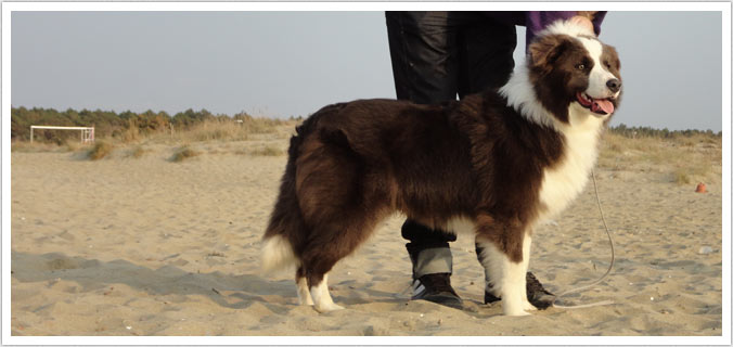 cani bordercollie