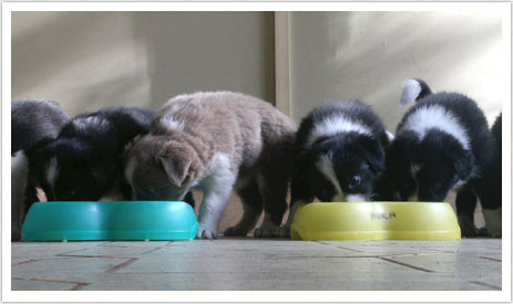 allevamento di cani border collie. vendita cuccioli a la spezia